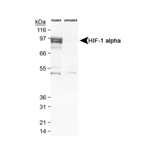 Hypoxia-inducible factor 1-alpha antibody