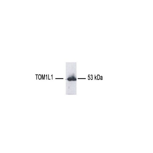 TOM1-like protein 1 antibody (10C2)