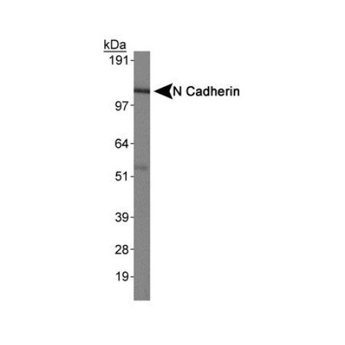 Cadherin-2 antibody (13A9)