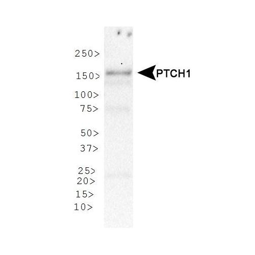 Patched 1 antibody