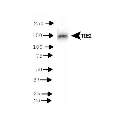 CD202b / Angiopoietin-1 receptor antibody