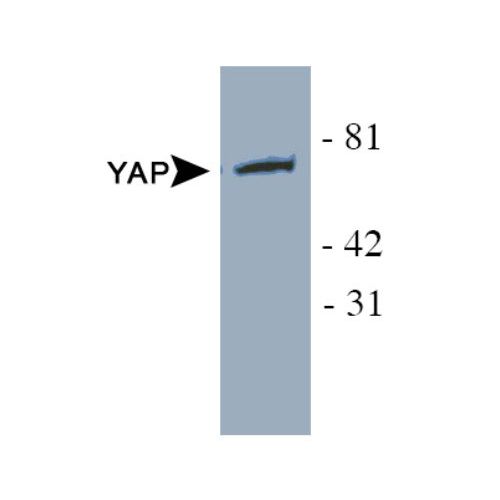YAP1 antibody