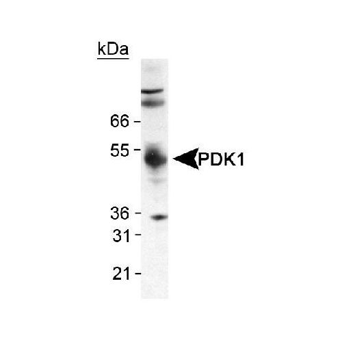 Pyruvate dehydrogenase kinase (PDK1) antibody