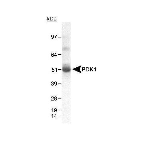 Pyruvate dehydrogenase kinase (PDK1) antibody