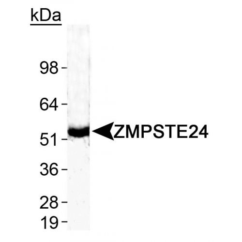 CAAX prenyl protease 1 homolog antibody