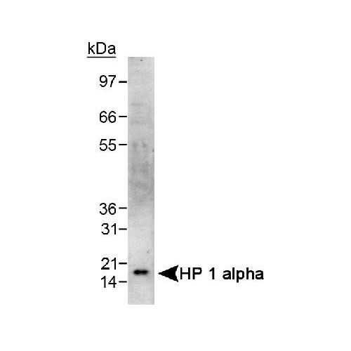 Heterochromatin protein 1 alpha (HP 1 alpha) antibody