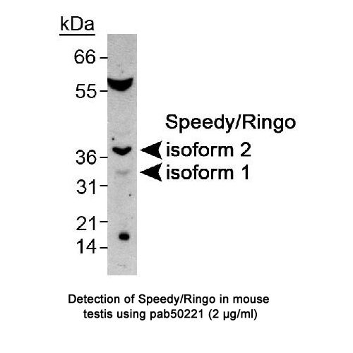 Speedy/Ringo antibody
