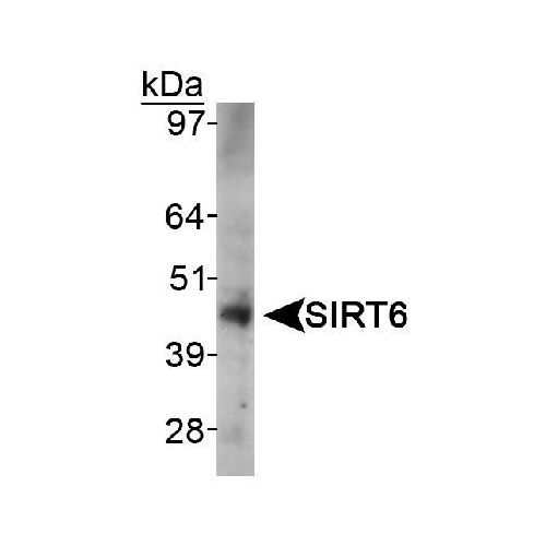 Sirtuin 6 (SIRT6) antibody