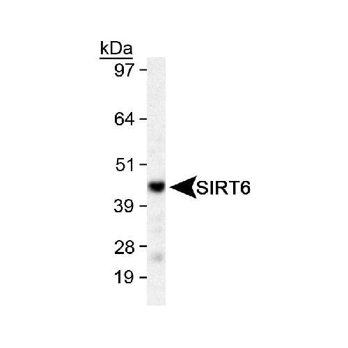 Sirtuin 6 (SIRT6) antibody