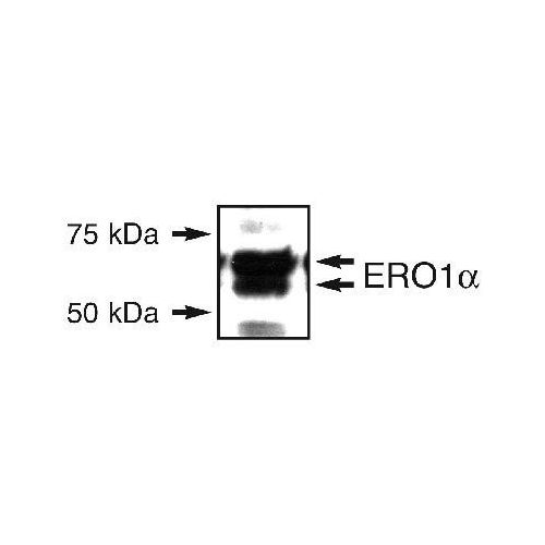 Endoplasmic reticulum oxidoreductin 1 (ERO1) antibody