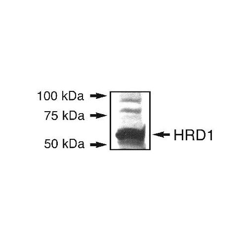 HRD1 antibody