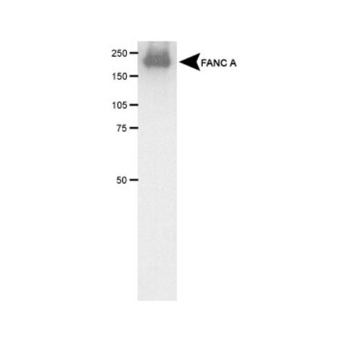 FANCA antibody