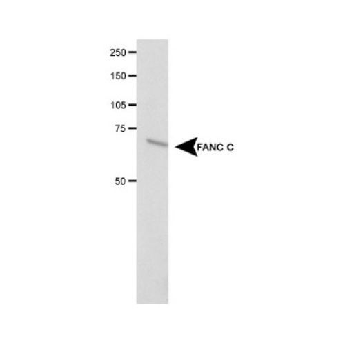 Fanconi Anemia Group C Gene (FANCC) antibody