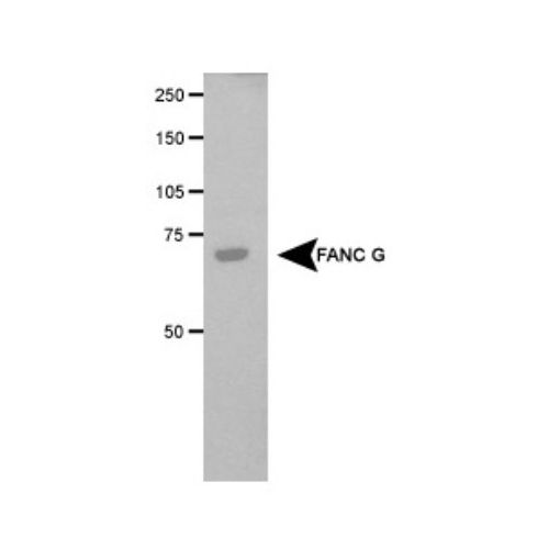FANCG antibody
