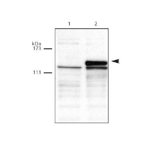 DNA (cytosine-5)-methyltransferase 3A antibody