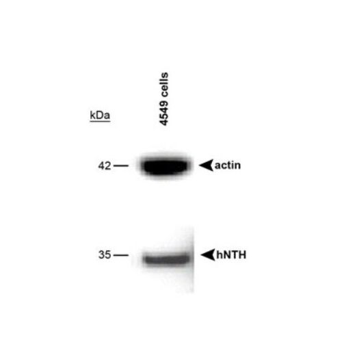 Endonuclease III-like protein 1 antibody