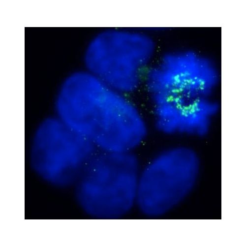 Mitotic checkpoint serine/threonine-protein kinase BUB1 beta antibody
