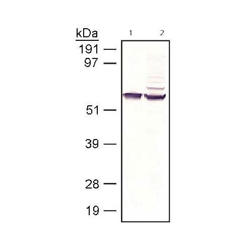 Retinal pigment epithelium-specific protein (RPE65) antibody (401.8B11.3D9)