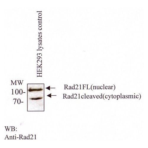 Double-strand-break repair protein rad21 homolog antibody