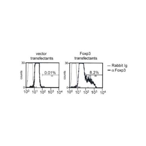 Forkhead box protein P3 (FOXP3) antibody