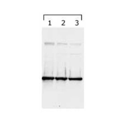 14-3-3 gamma antibody (KC21)