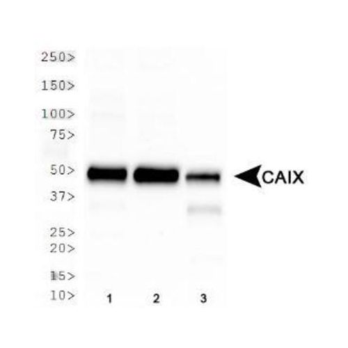 Carbonic Anhydrase 9 antibody
