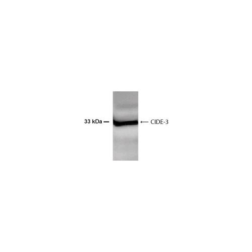 Cell death activator CIDE-3 antibody