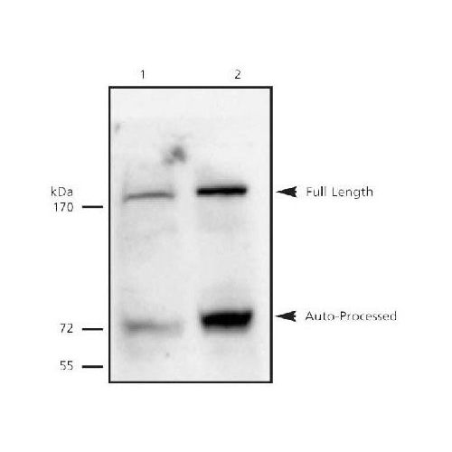 Separase antibody