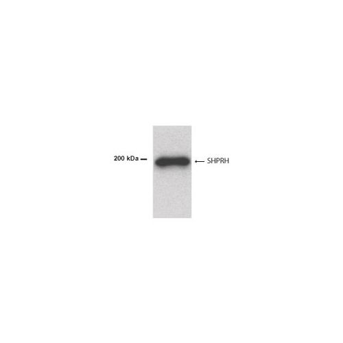 SHPRH antibody