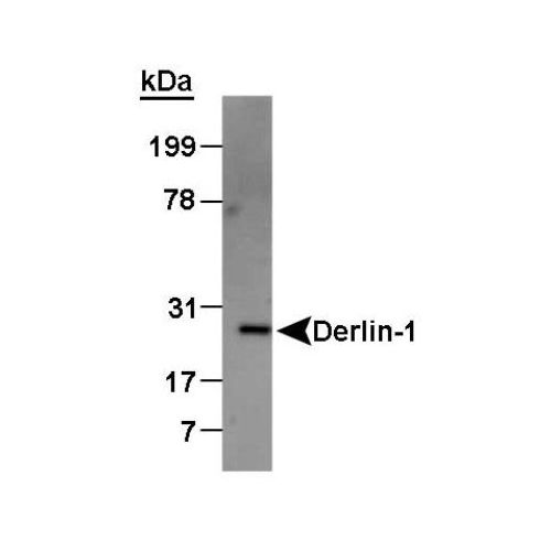 Derlin-1 antibody