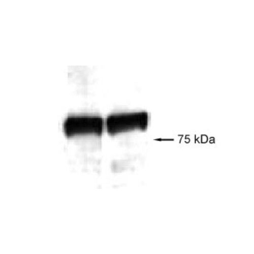 Vasculogenesis gene on 5q protein (VG5Q) antibody