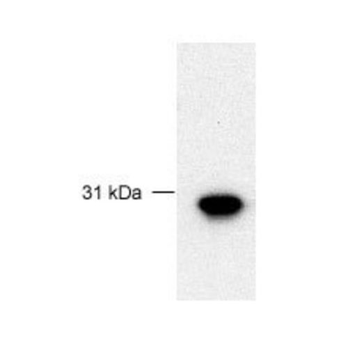 FBG4 antibody