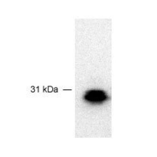 F-box gene 3 (FBG3) antibody