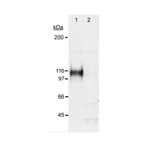 Hypoxia inducible factor-1 alpha antibody