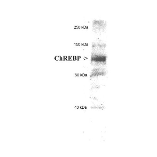 Carbohydrate-responsive element-binding protein antibody