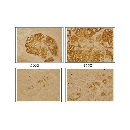 Homeobox protein DLX-4 antibody