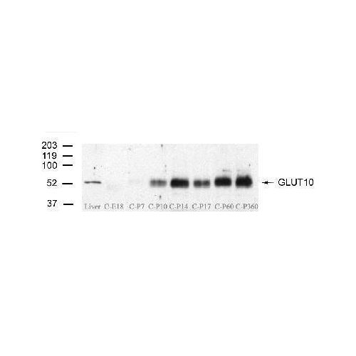 GLUT10 antibody