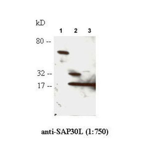 SAP30L antibody