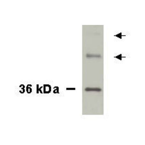 Nkx3.1 antibody