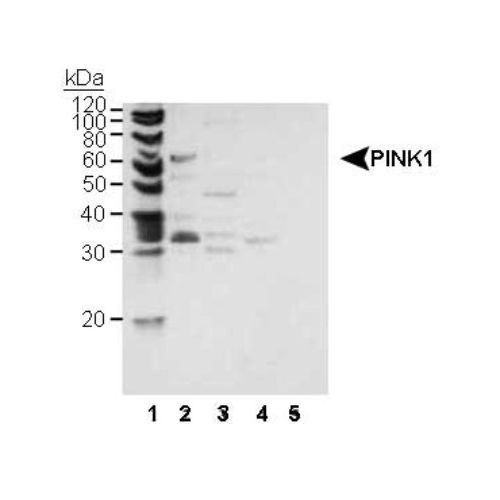 PINK1 antibody