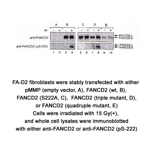 FANCD2 [p Ser222] antibody