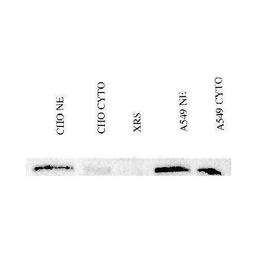 Ku80 antibody