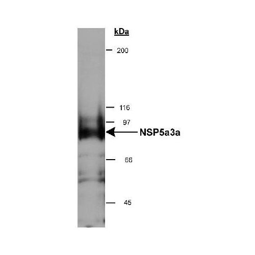 NSP 5 alpha 3 alpha antibody