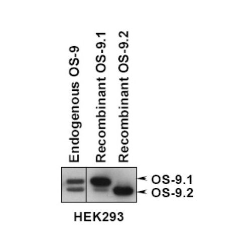 OS9 antibody