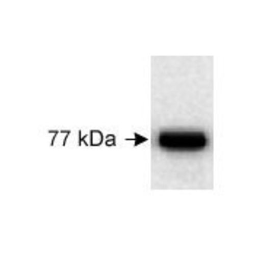 Kindlin antibody