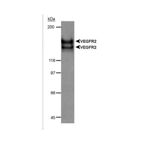 VEGF Receptor 2 / CD309 antibody