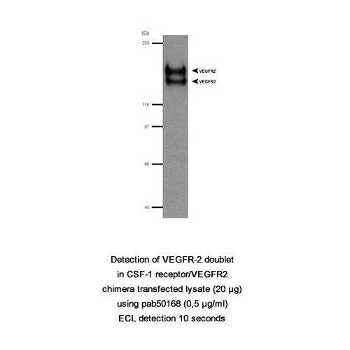 VEGF Receptor 2 / CD309 antibody