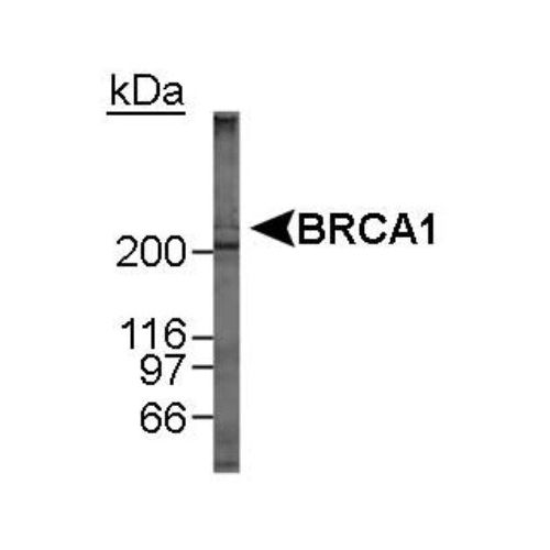 Breast cancer type 1 susceptibility protein antibody (MU)