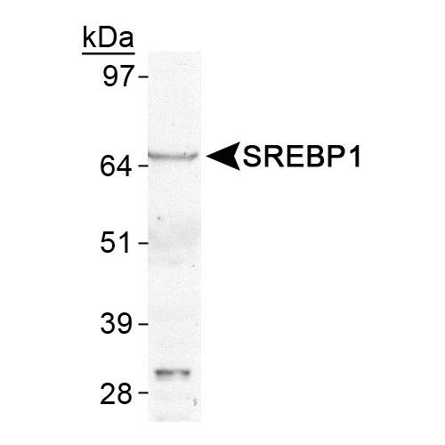 SREBP1 antibody