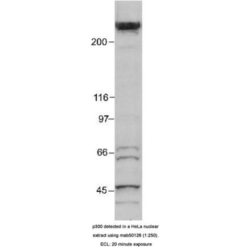KAT3B/p300 antibody (RW105)